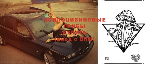 шишки Белокуриха